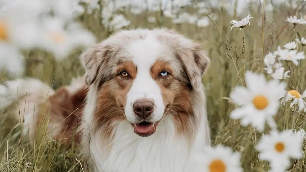 14 Pros and Cons of Owning Australian Shepherds - Page 4 of 5 - PetTime