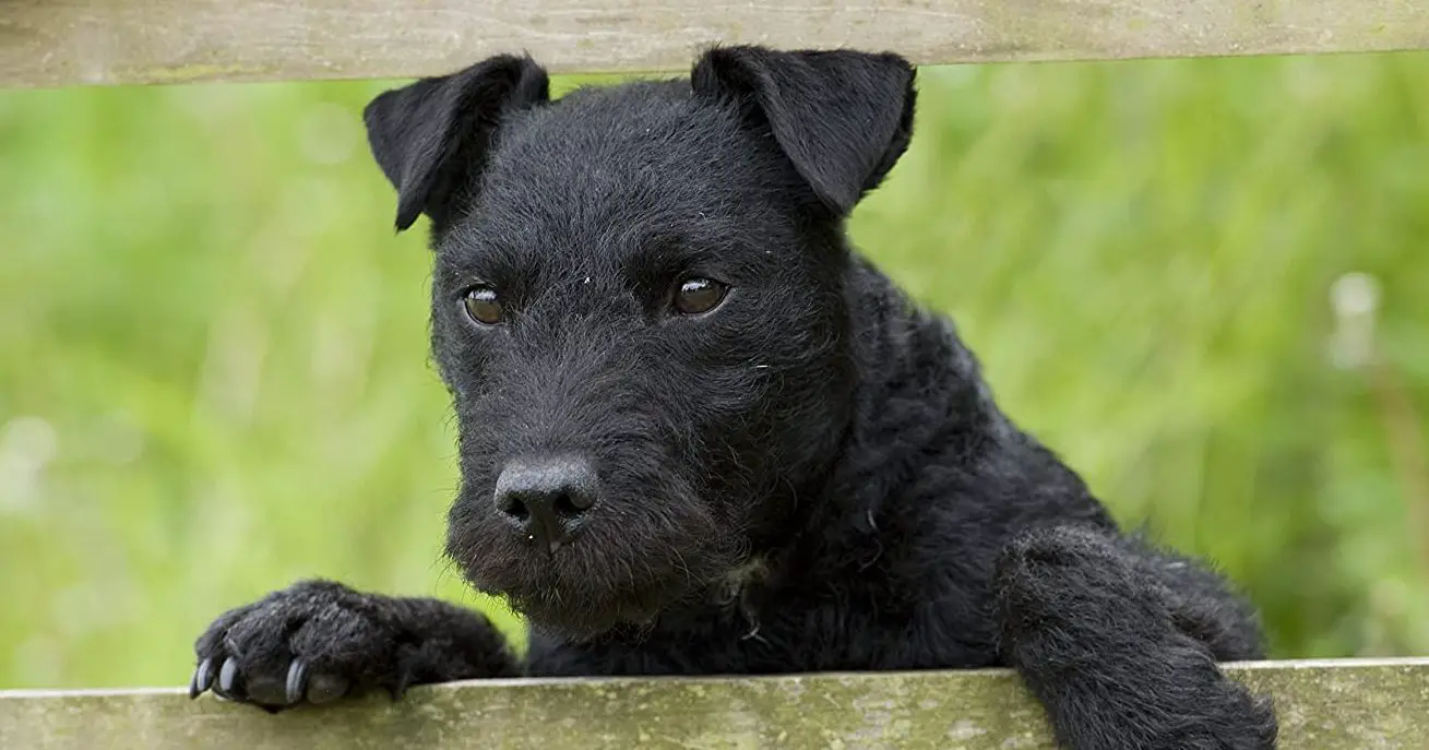 14 Reasons Why Patterdale Terriers Are The Best Pups Ever