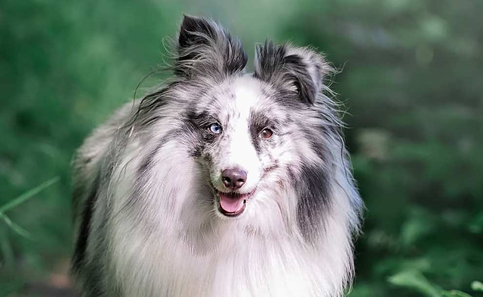 15 Pics That Show Shetland Sheepdogs Are The Best Dogs - PetTime