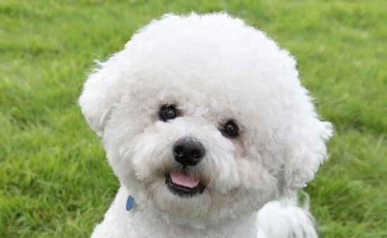 The 14 Cutest Bichon Frises Currently Online