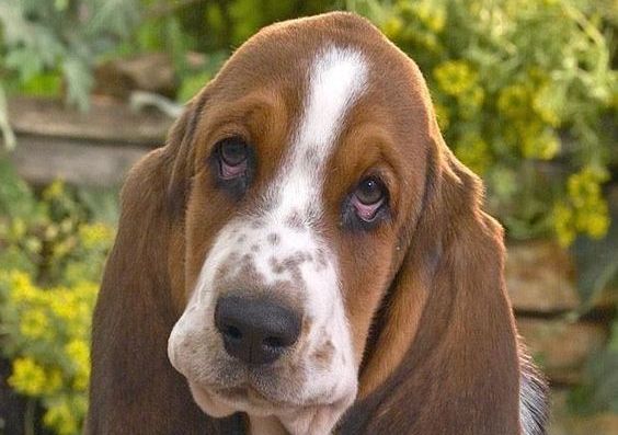 14 Pics That Show Basset Hounds Are The Best Dogs - PetTime