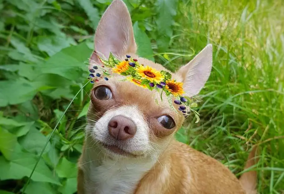 16 Facts About Raising and Training Chihuahua Dogs