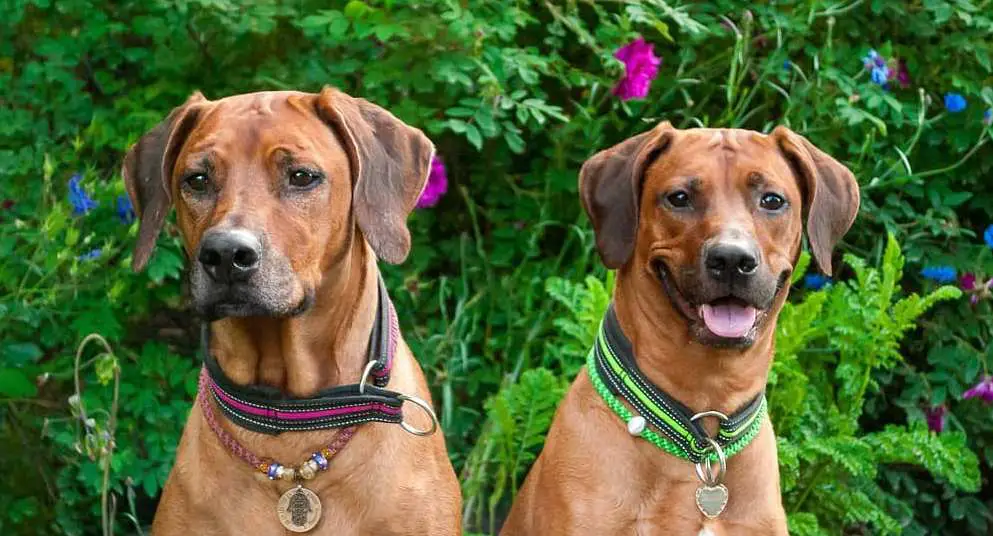 15 Reasons Why Rhodesian Ridgebacks Make Great Pets Page 3 Of 5 Pettime