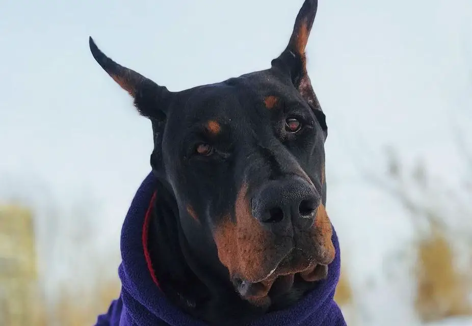 15-reasons-why-doberman-pinschers-make-great-friends-page-3-of-5