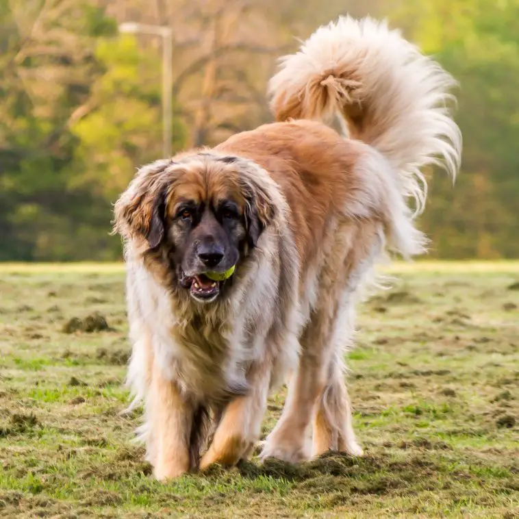 Breed Review: Leonberger (16 Pics) - PetTime