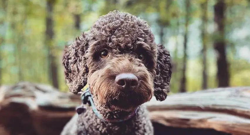 16 Reasons Why Lagotto Romagnolo Dogs Make Great Friends - PetTime