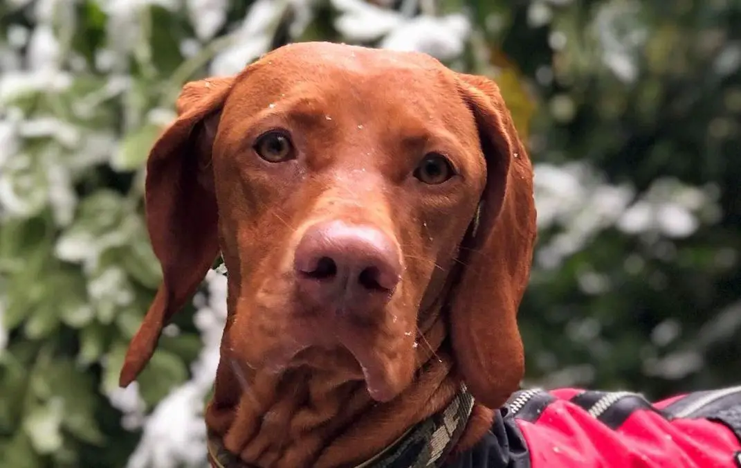 15 Reasons Why Vizslas Make Great Friends