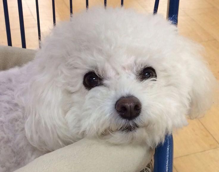 14 Reasons Why Bichon Frises Make Great Pets