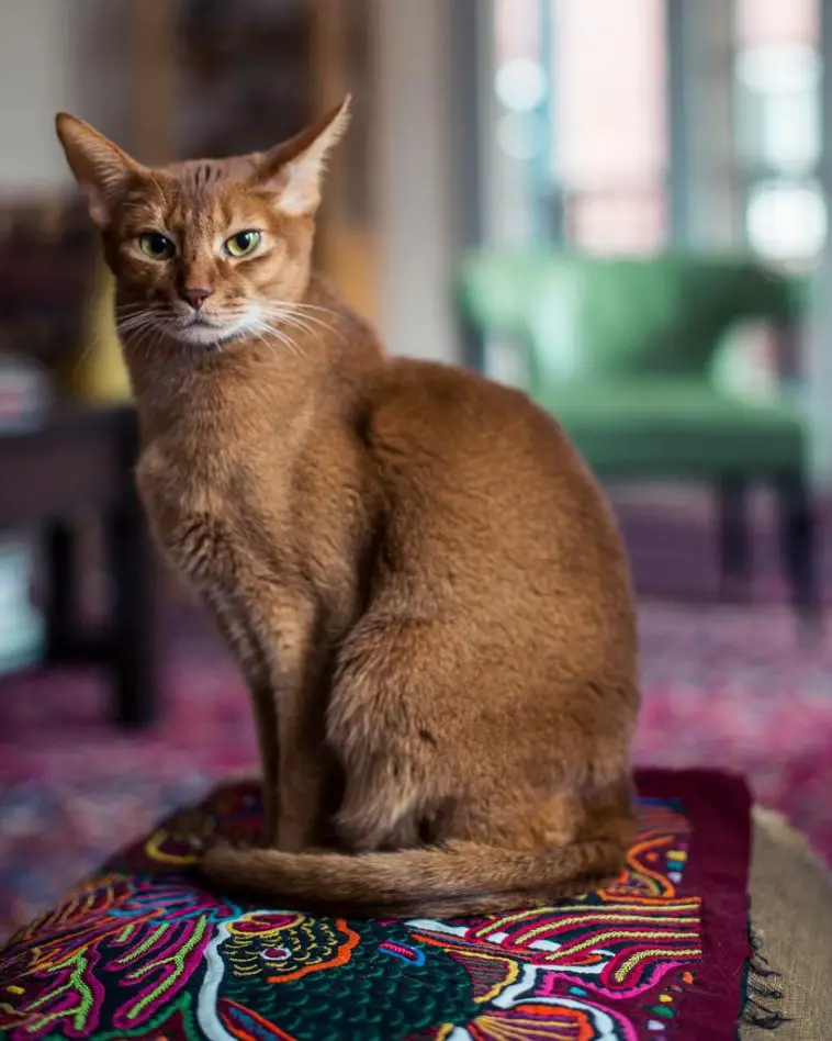 Breed Review Abyssinian Cat 20 Pics PetTime   Abyssinian Cat 2 758x948 