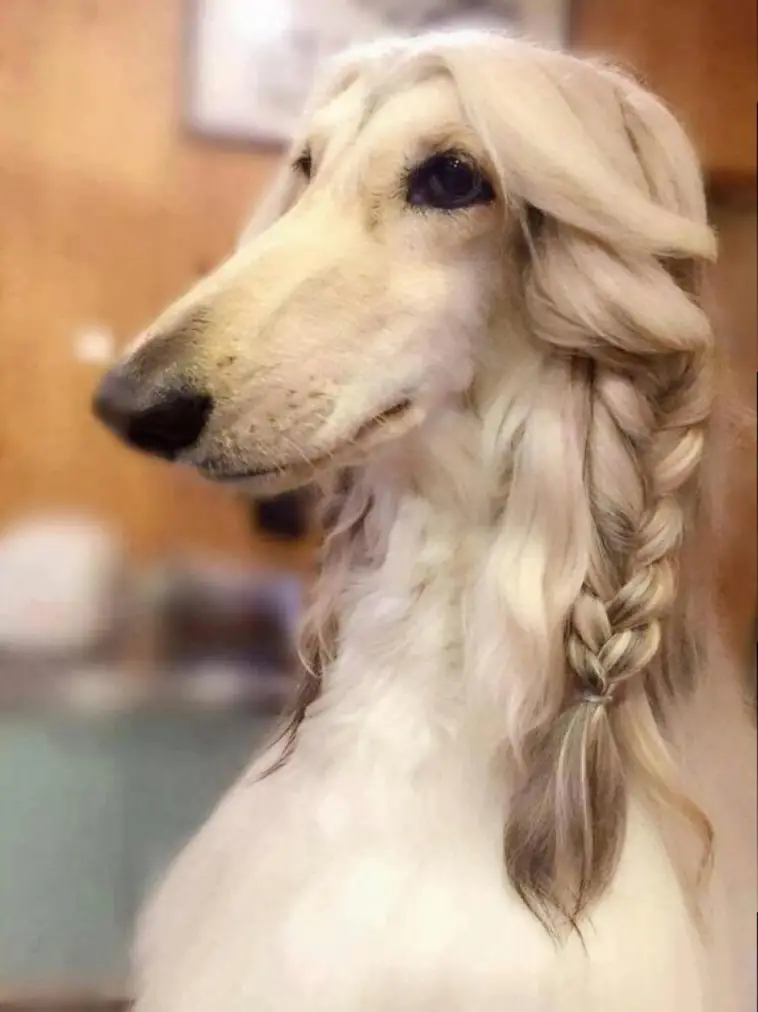 15 Realities That New Afghan Hound Owners Must Accept