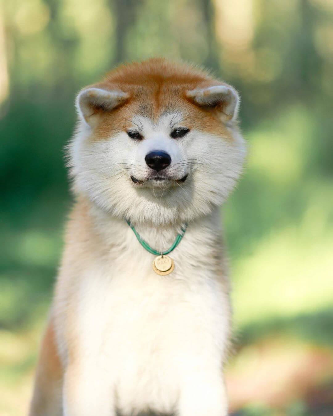 15 Pics That Show Akita Inu Dogs Are The Best - PetTime