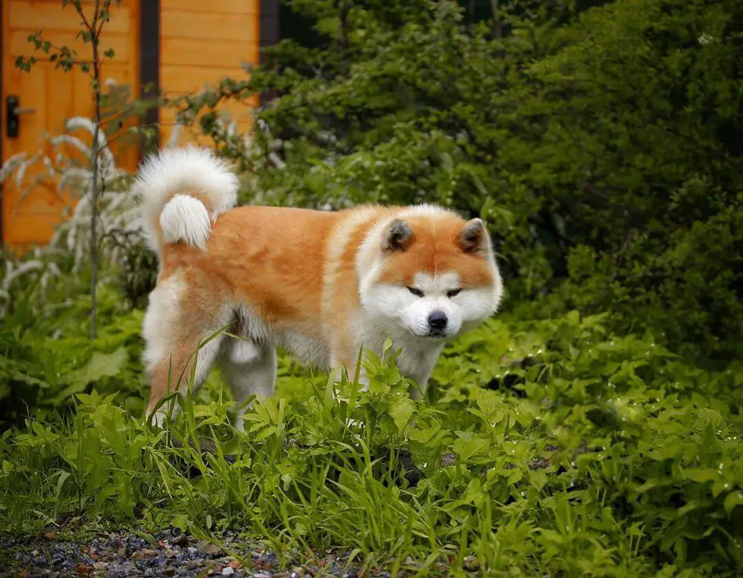 15 Reasons Why Akita Inu Make Great Friends - PetTime