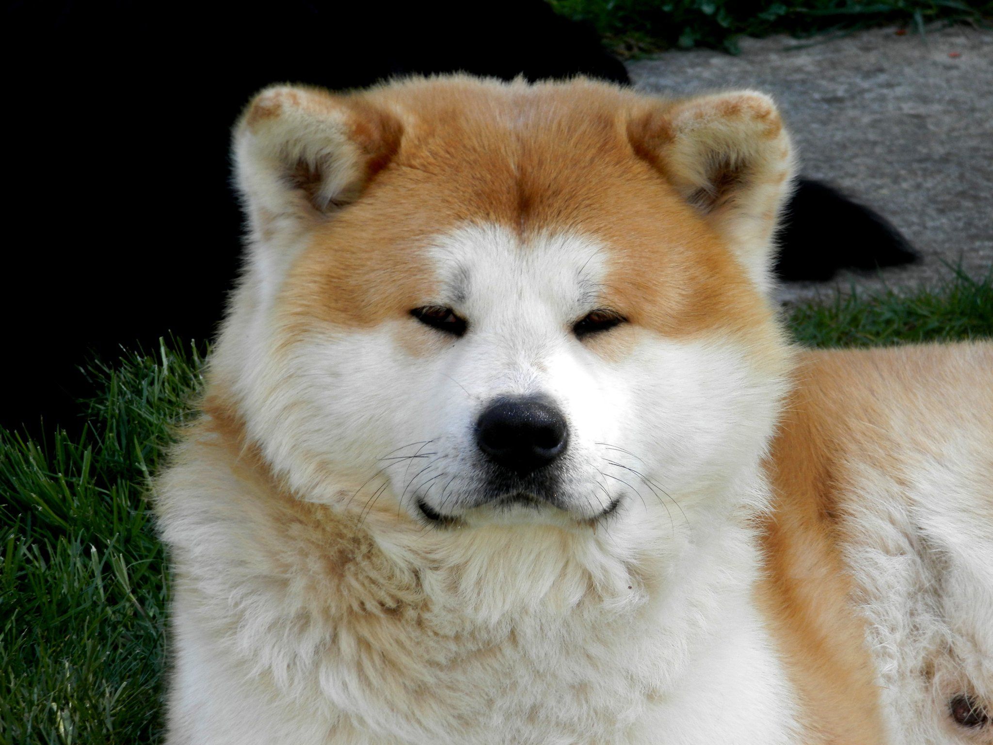 15 Reasons Why Akita Inu Make Great Pets - Page 3 of 5 - PetTime