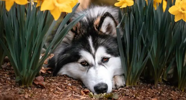 15 Things Only Alaskan Malamute Owners Will Understand - PetTime