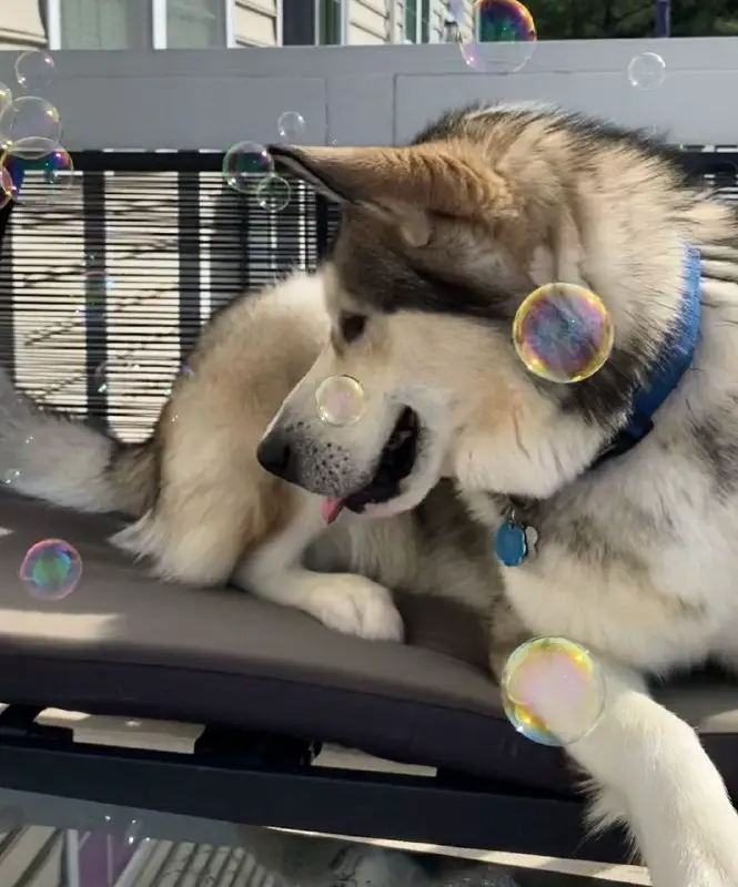 15 Things Only Alaskan Malamute Owners Will Understand