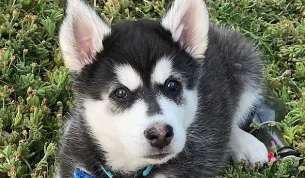 20+ Alaskan Husky Names - PetTime