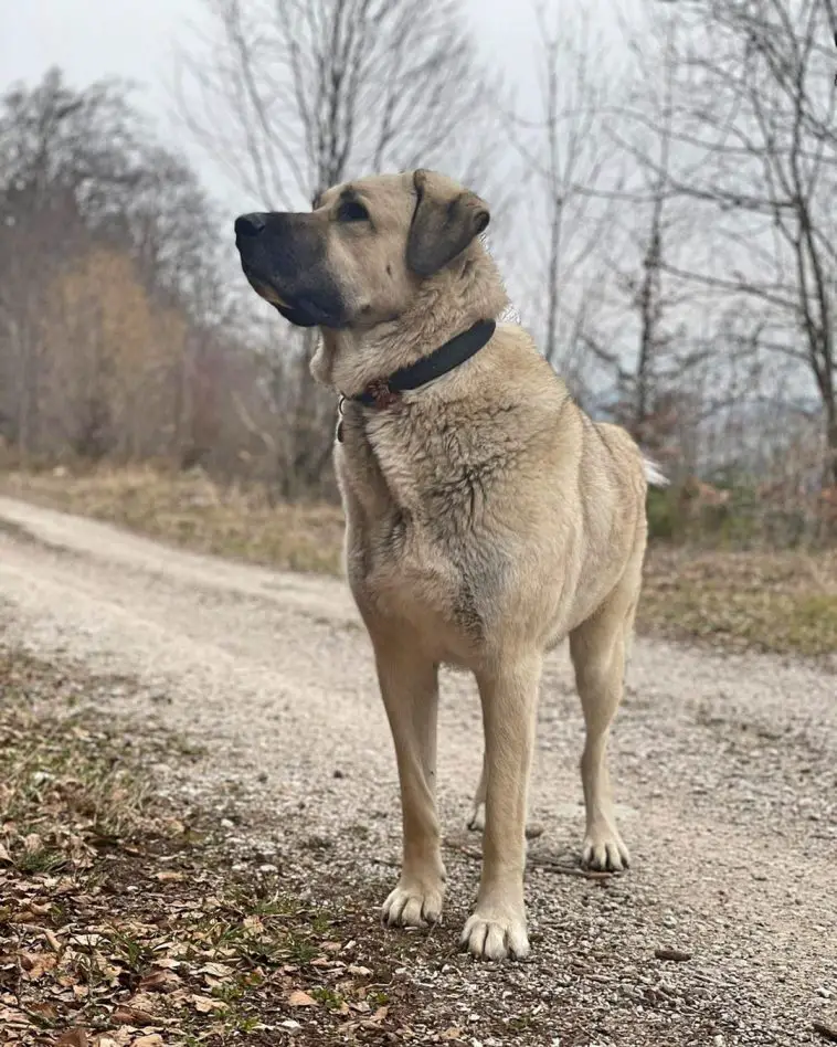 16 Historical Facts About Anatolian Shepherds You Might Not Know - PetTime