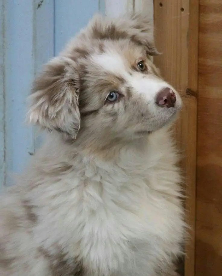 14-pros-and-cons-of-owning-australian-shepherds