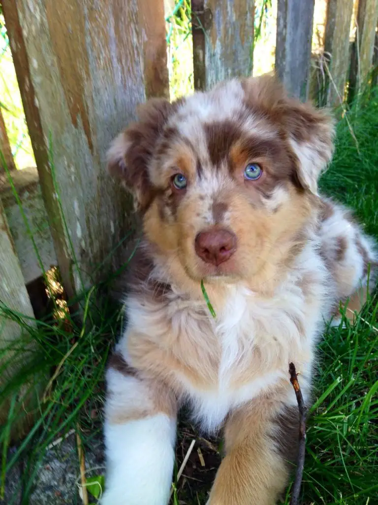 14 Pros and Cons of Owning Australian Shepherds Page 4 of 5 PetTime