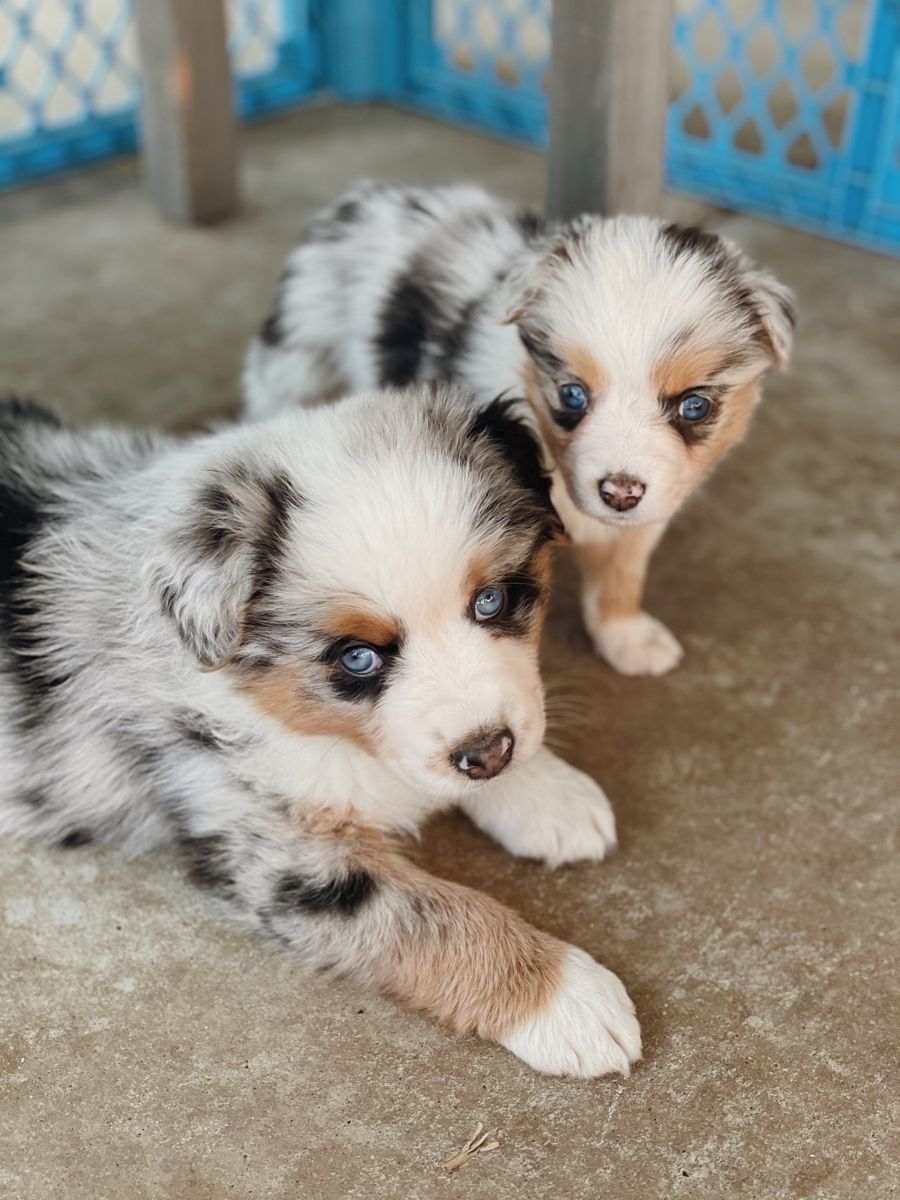 15 Amazing Facts About Australian Shepherds You Might Not Know - PetTime