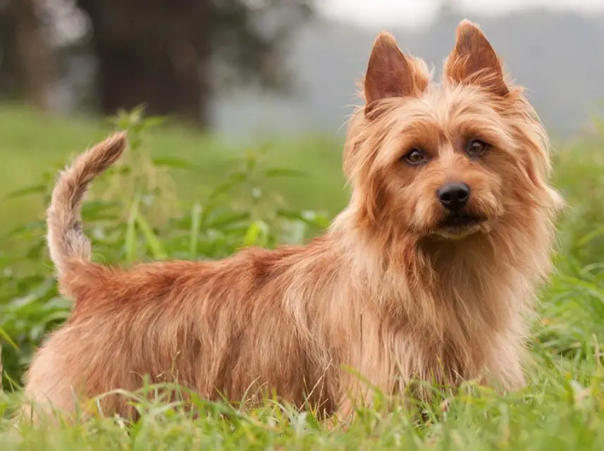 Australian Terrier: Everything You Need to - PetTime