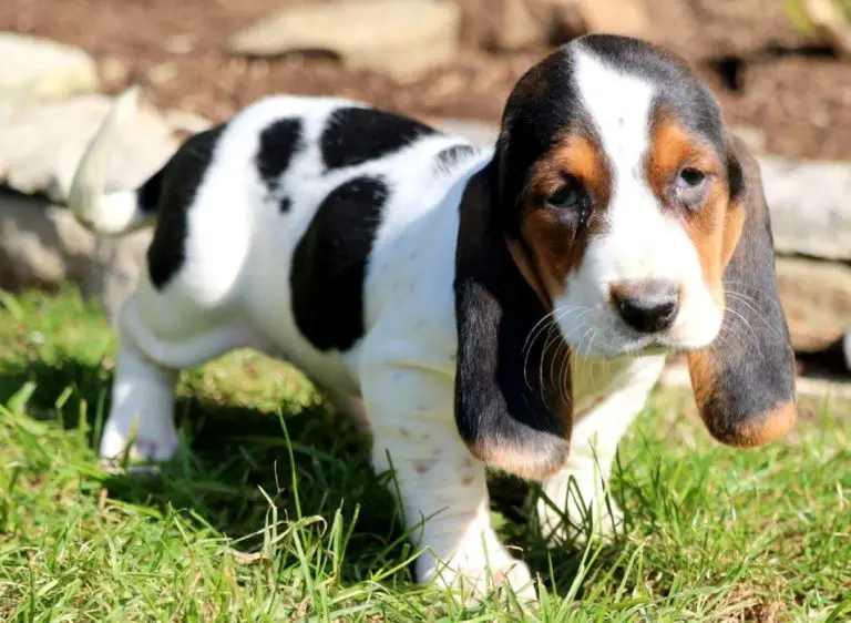 The 14 Cutest Basset Hounds Currently Online