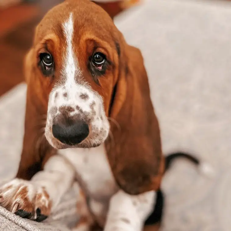 14 Reasons Why Basset Hounds Make Great Pets