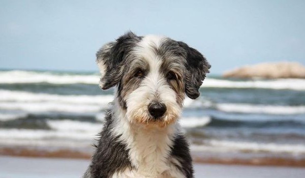 bearded collie short hair