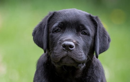 30+ Black Labrador Names - PetTime