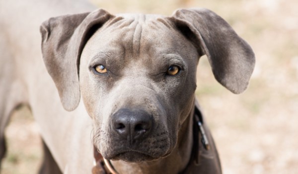 Blue Lacy: Dog Breed Information