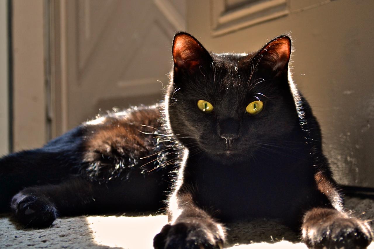 Breed Review: Bombay Cat (17 Pics) - PetTime