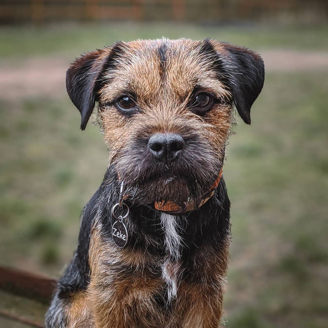 Border Terrier Everything You Need to Know PetTime