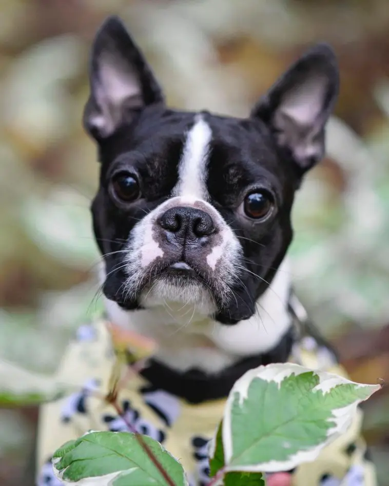 16 Pics That Show Boston Terriers Are The Best Dogs - Page 4 of 6 - PetTime