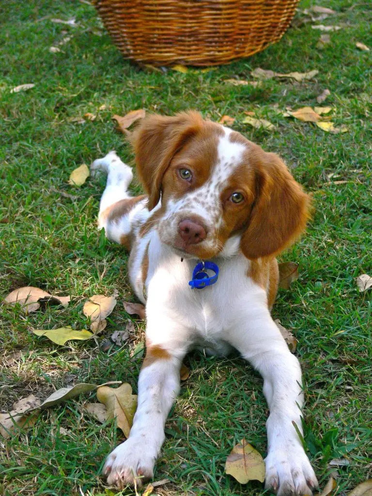 14 Pics That Show Brittany Spaniels Are The Best Dogs - PetTime