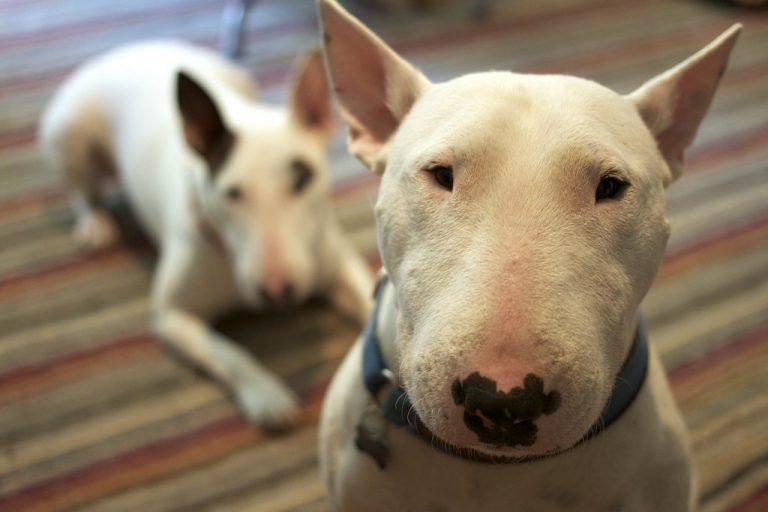 The Bull Terrier: A Breed Review for Potential Owners