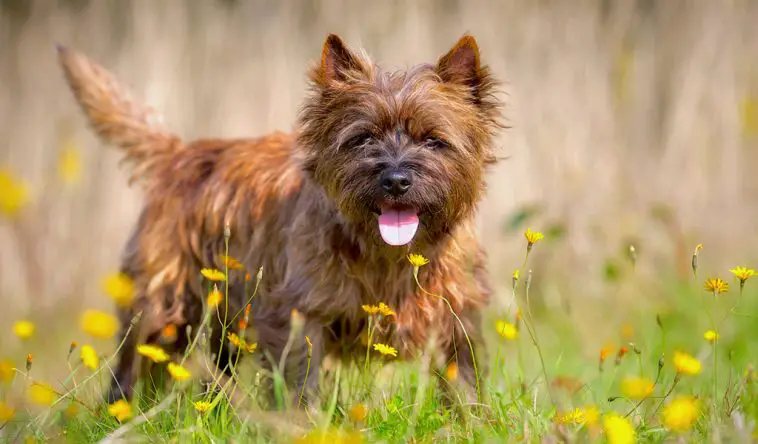 16 Pictures That Prove Cairn Terriers Are Perfect Weirdos - PetTime