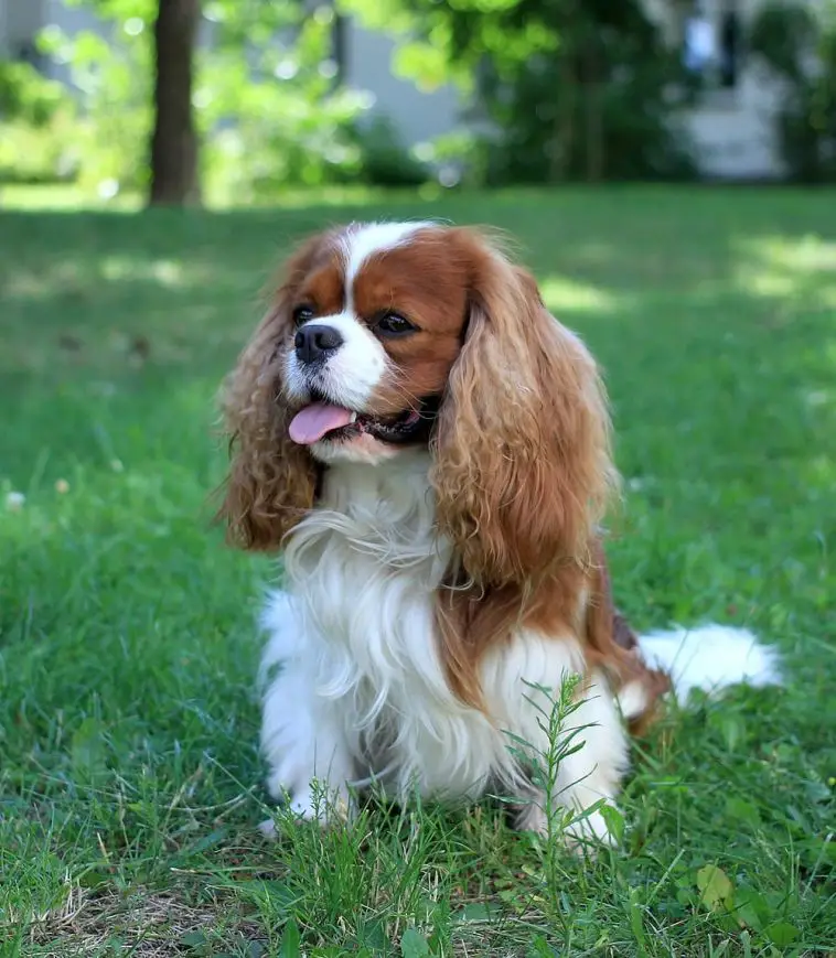 15 Reasons Why Cavalier King Charles Spaniels Make Great Friends - PetTime