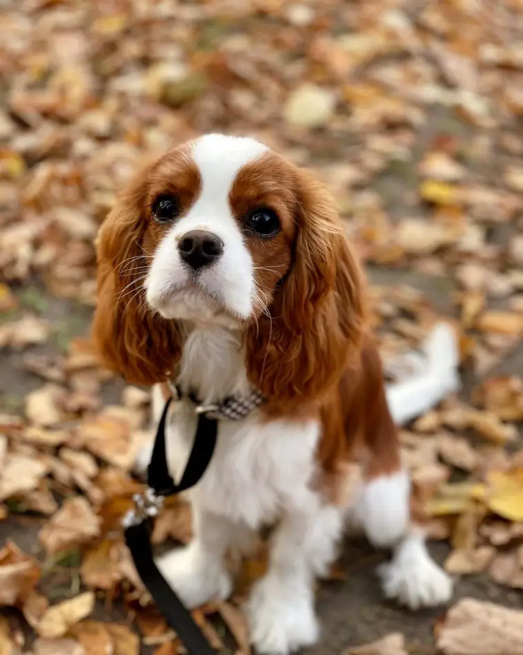 The 17 Cutest Cavalier King Charles Spaniels Currently