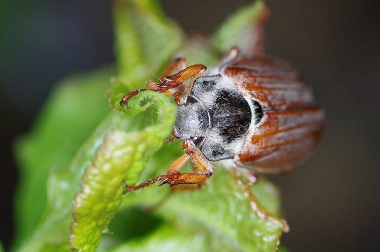 All About Beetles: Chafer Beetle (19 Pics) - Page 2 of 7 - PetTime