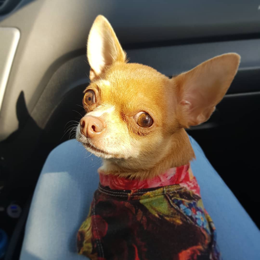 16 Reasons Why Chihuahuas Make Great Friends