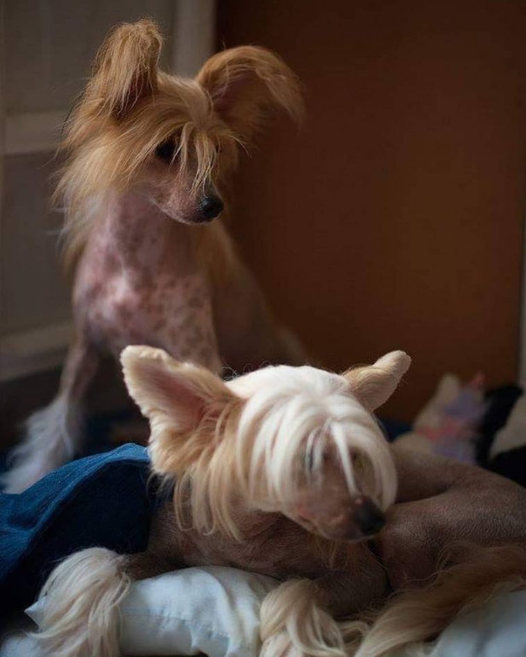 17 Amazing Facts About Chinese Crested Dogs You Might Not 