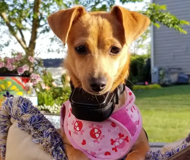 32+ Perfect Chiweenie Names - PetTime