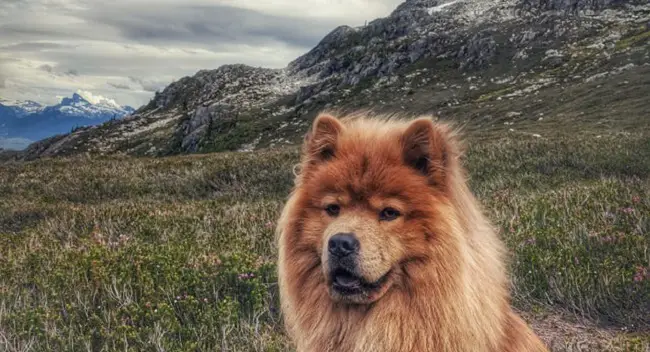 15 Things Only Chow Chow Owners Will Understand - PetTime