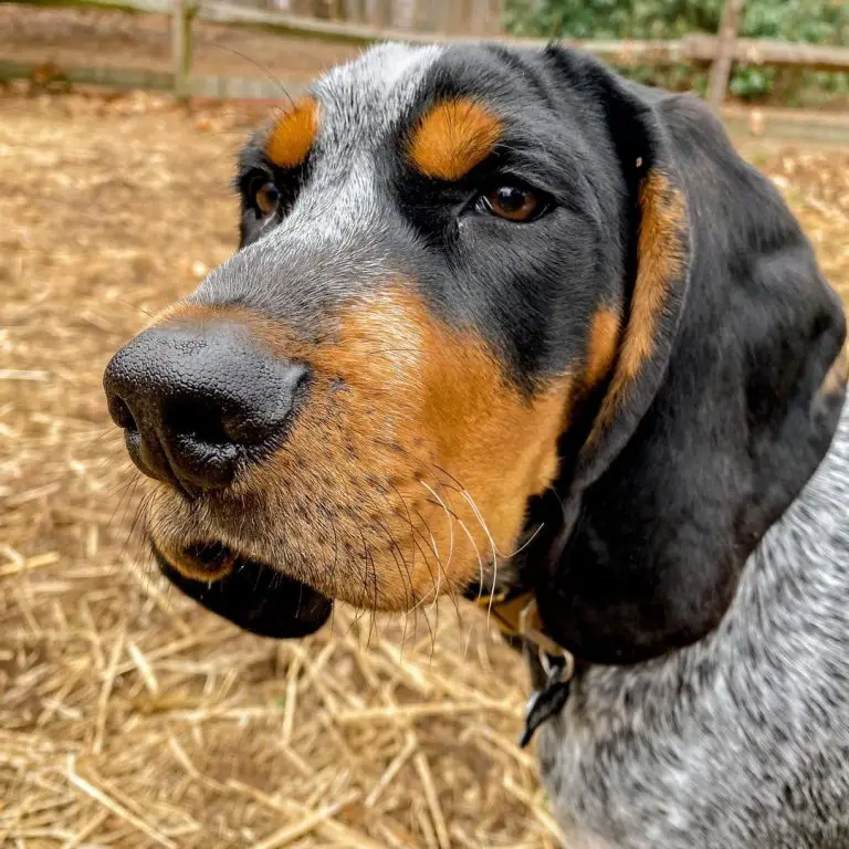 15 Reasons Why Coonhounds Make Great Friends