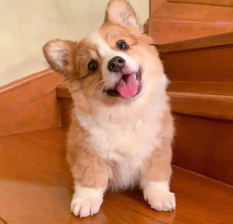 15 Reasons Why You Should Never Own Corgi Dogs - PetTime