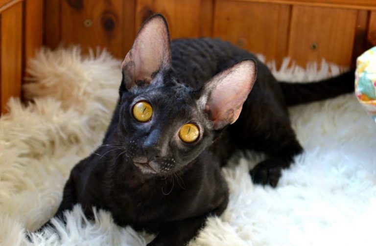 Cornish Rex Cat Personality and Behavior