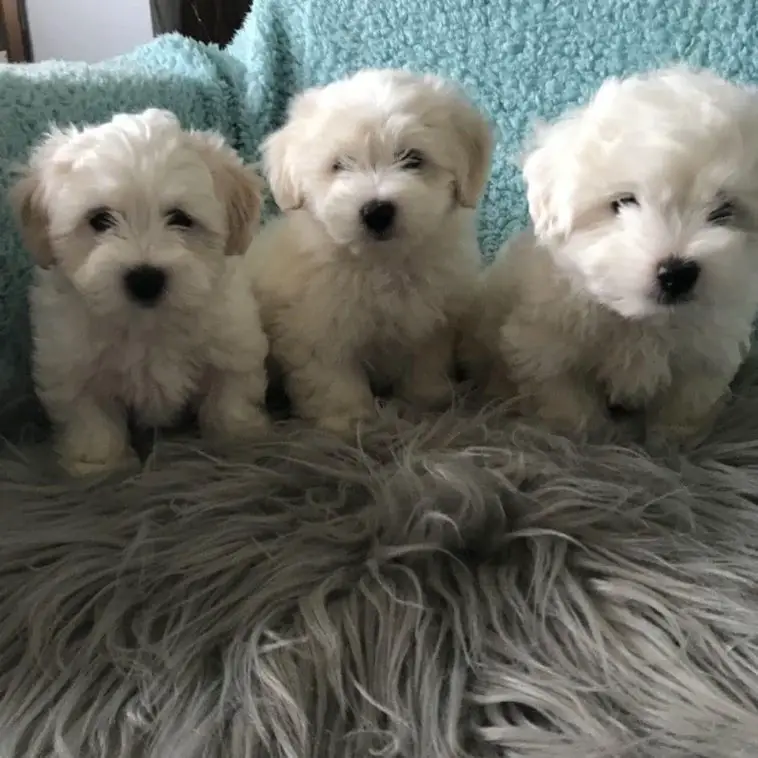 15 Pics That Show Coton de Tulears Are The Best Dogs