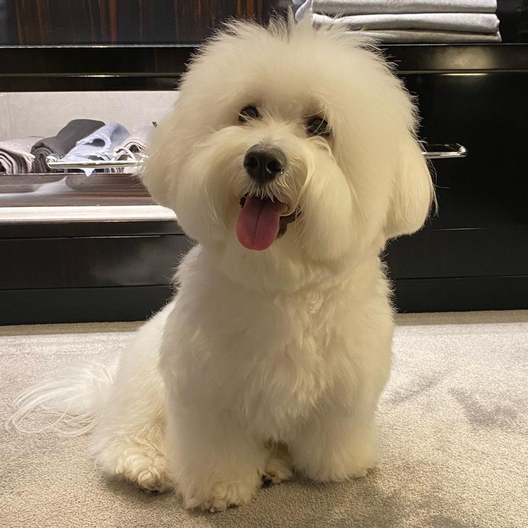 The 16 Cutest Coton de Tulears Currently Online - PetTime