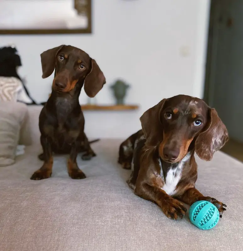 15 Reasons Why You Should Never Own Dachshund Dogs Page