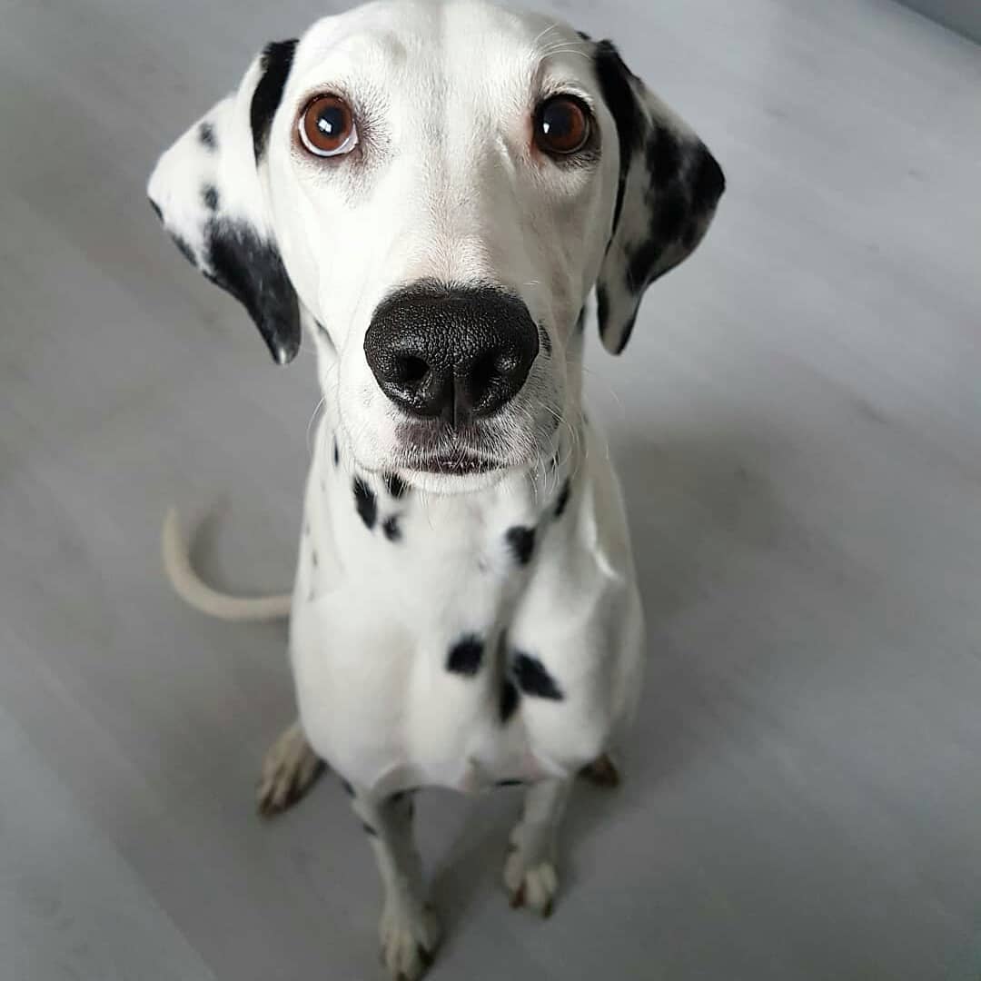 19 Undeniable Truths Only Dalmatian Pup Parents Understand